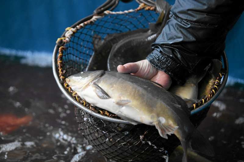 Moda na rybkę wraca!