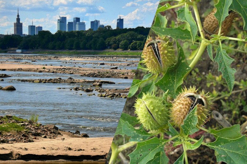 Bieluń dziędzierzawa jest coraz popularniejszą rośliną w Polsce. Jej owoce są bardzo niebezpieczne.