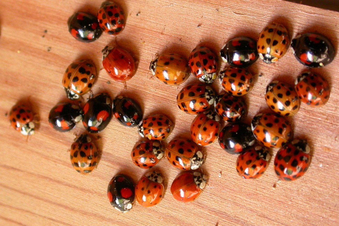 Biedronka azjatycka. Od lat jesienią to plaga również w Polsce.