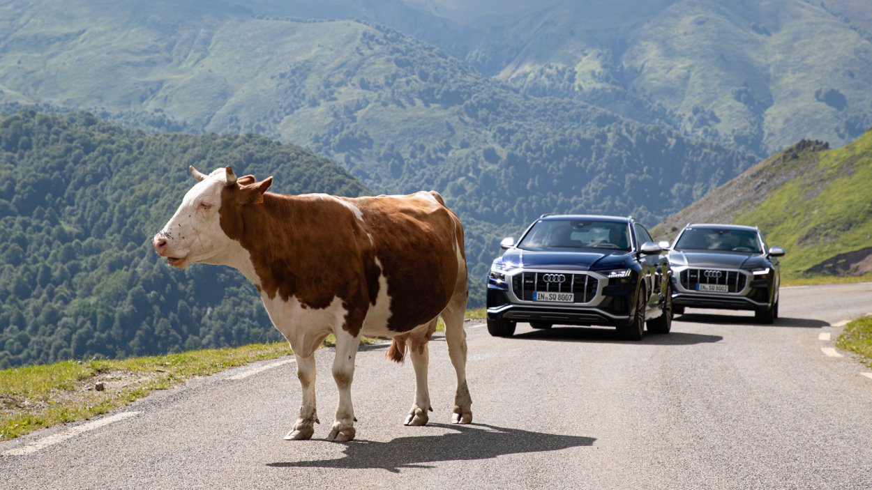 Tak prezentuje się nowe Audi SQ8. I francuska krowa.
