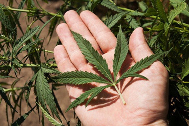 Marihuana w celach medycznych może być legalnie sprzedawana w Chorwacji.