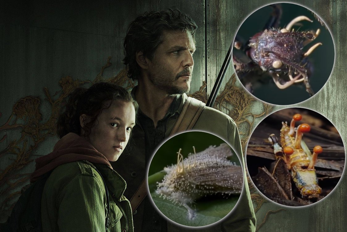 grzyby the last of us prawda mrówki zombie Ophiocordyceps cordyceps wywiad mykolog