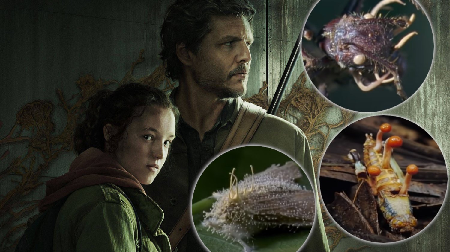 grzyby the last of us prawda mrówki zombie Ophiocordyceps cordyceps grzyby the last of us prawda mrówki zombie Ophiocordyceps cordyceps wywiad mykolog