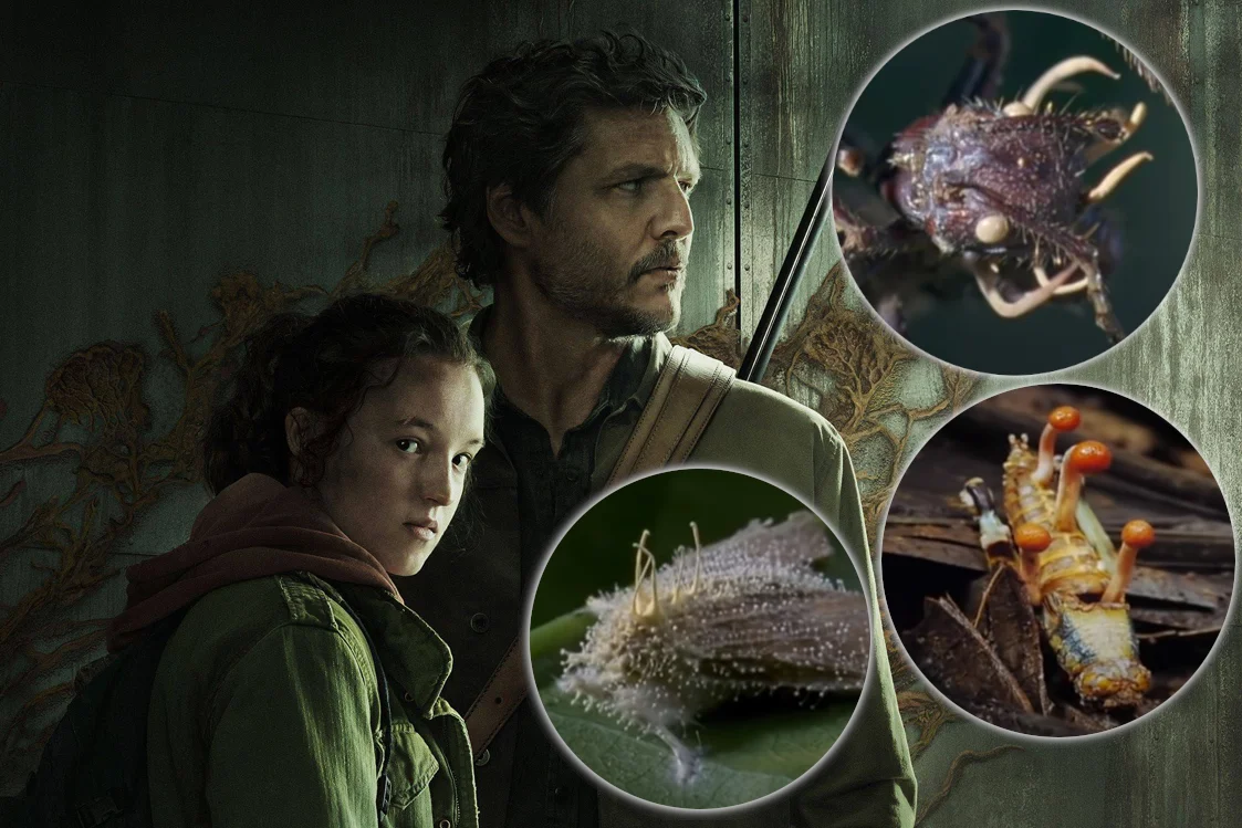 grzyby the last of us prawda mrówki zombie Ophiocordyceps cordyceps grzyby the last of us prawda mrówki zombie Ophiocordyceps cordyceps wywiad mykolog