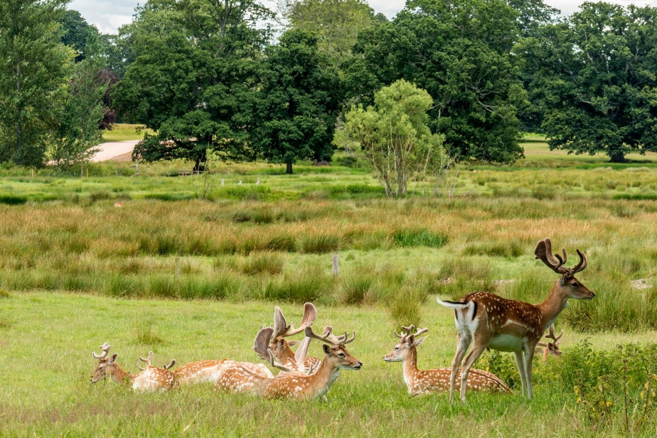 Daniele żyją w stadach, które są nazywane chmarami
