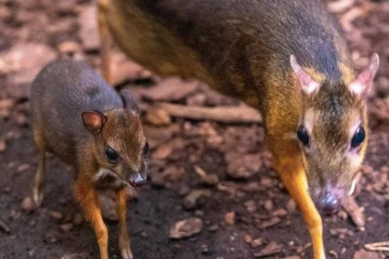 Przedstawiciele łódzkiego zoo opublikowali pierwsze zdjęcia najmłodszego myszojelenia wraz z mamą.