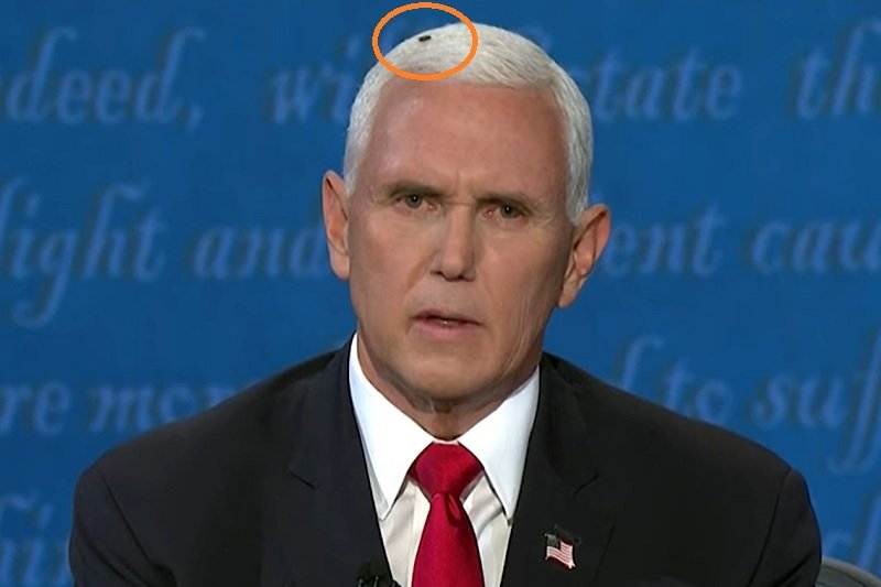 Mucha usiadła na głowie Mike'a Pence'a w czasie debaty.