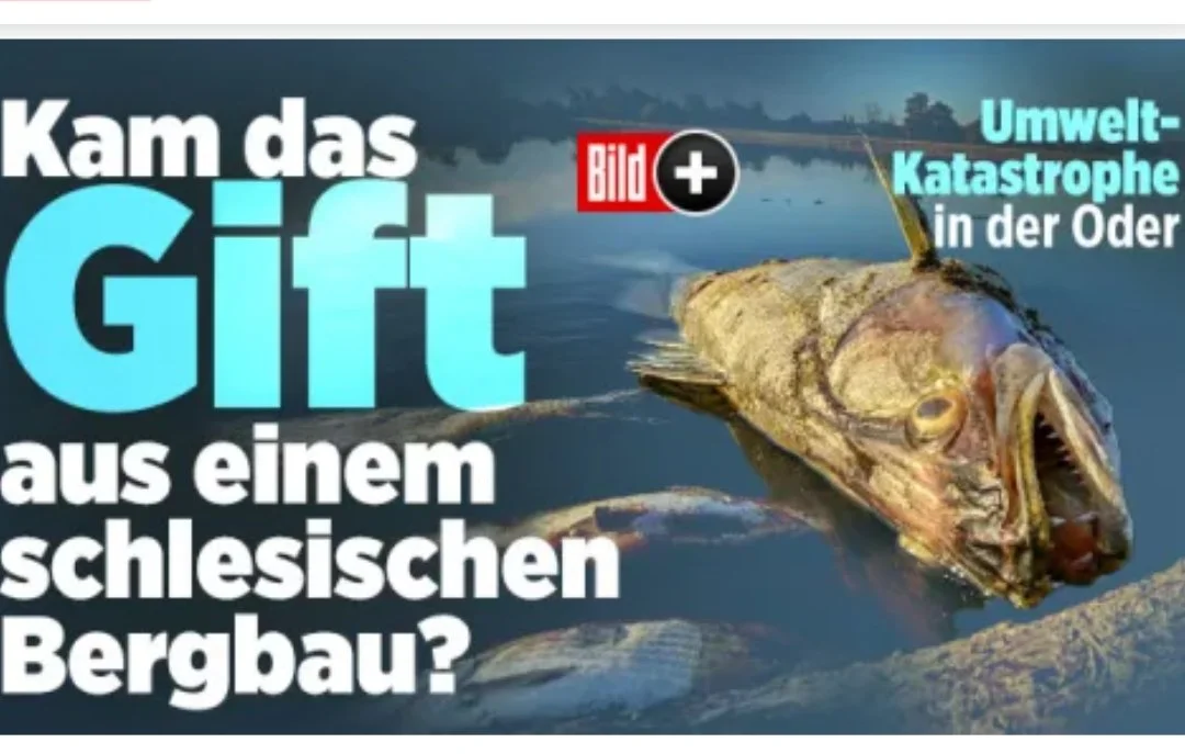 Niemiecki dziennik "Bild" o katastrofie ekologicznej na Odrze Niemiecki dziennik "Bild" o katastrofie ekologicznej na Odrze