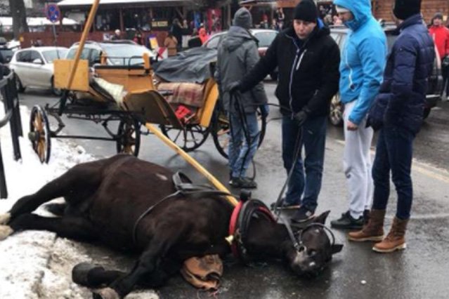 Koń leżał nieprzytomny na ulicy kilkadziesiąt minut.