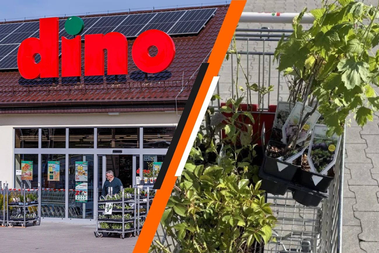 Dino wyprzedaje rośliny za 1 zł. Co można kupić w promocji do ogrodu?