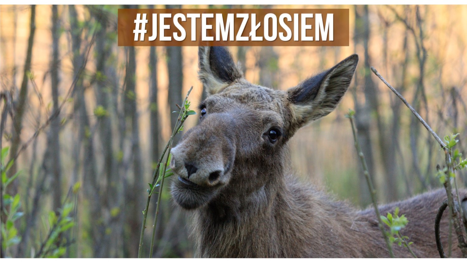 Biebrzański łoś.