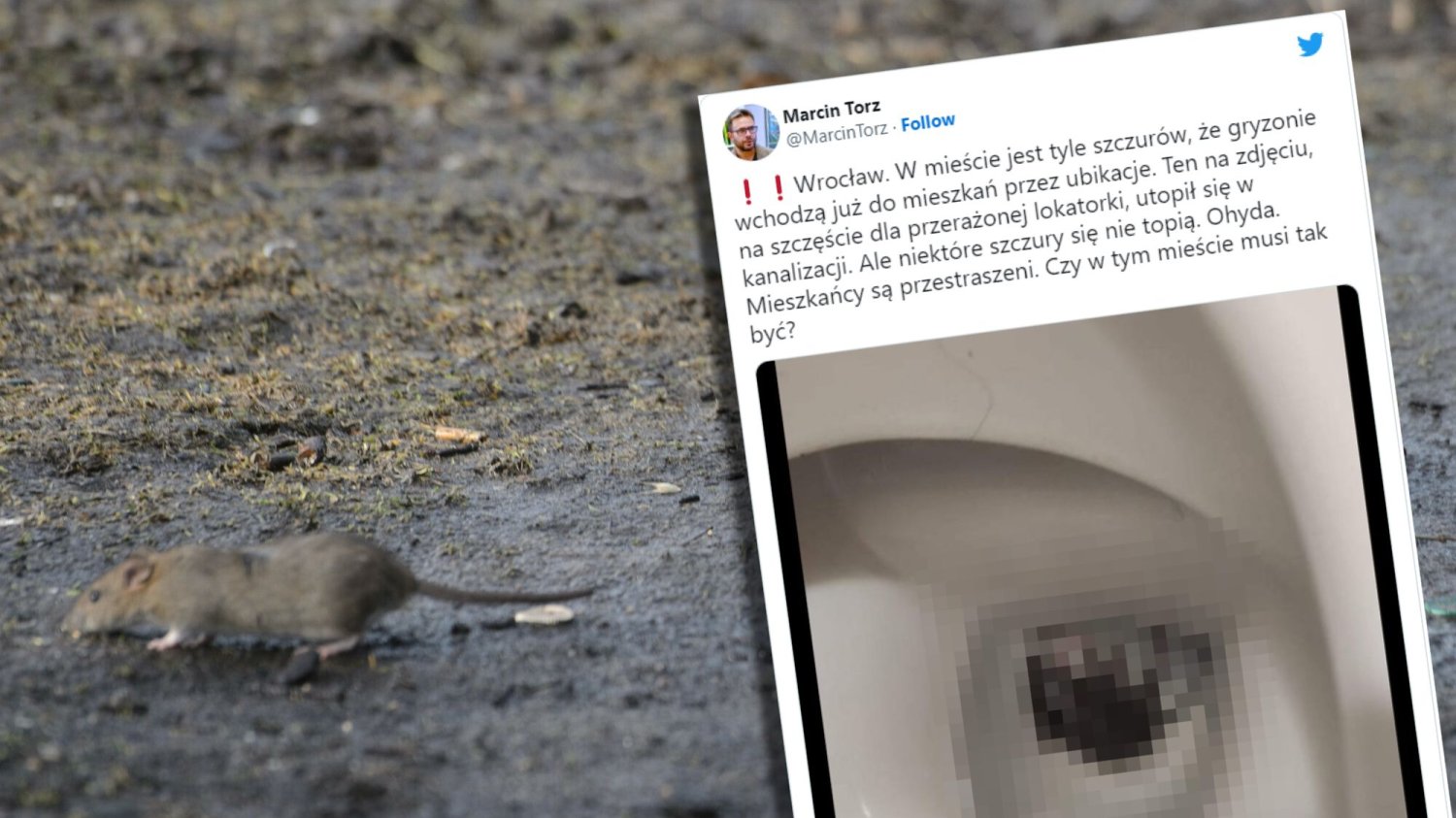 Plaga szczurów w Poznaniu i we Wrocławiu