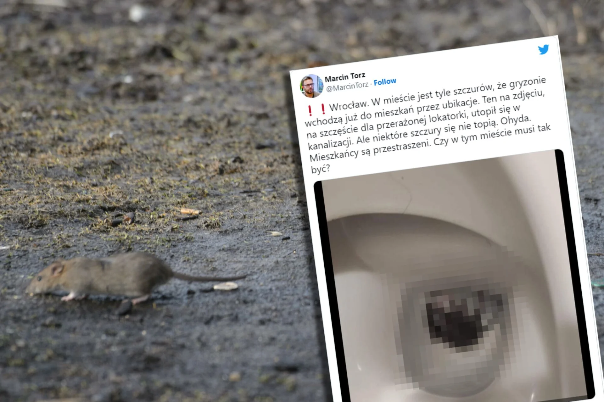 Plaga szczurów w Poznaniu i we Wrocławiu