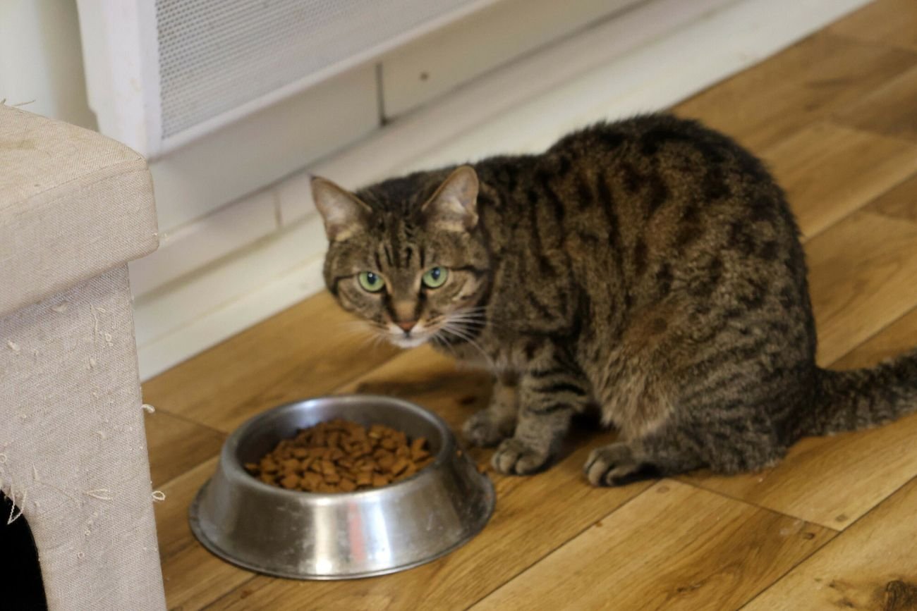 Podatek od kota w Polsce. To warto wiedzieć Podatek od kota w Polsce