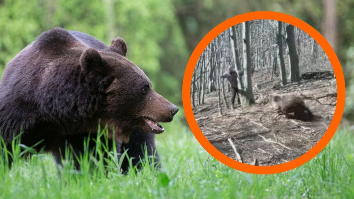 Dwa ataki niedźwiedzia na ludzi na Słowacji