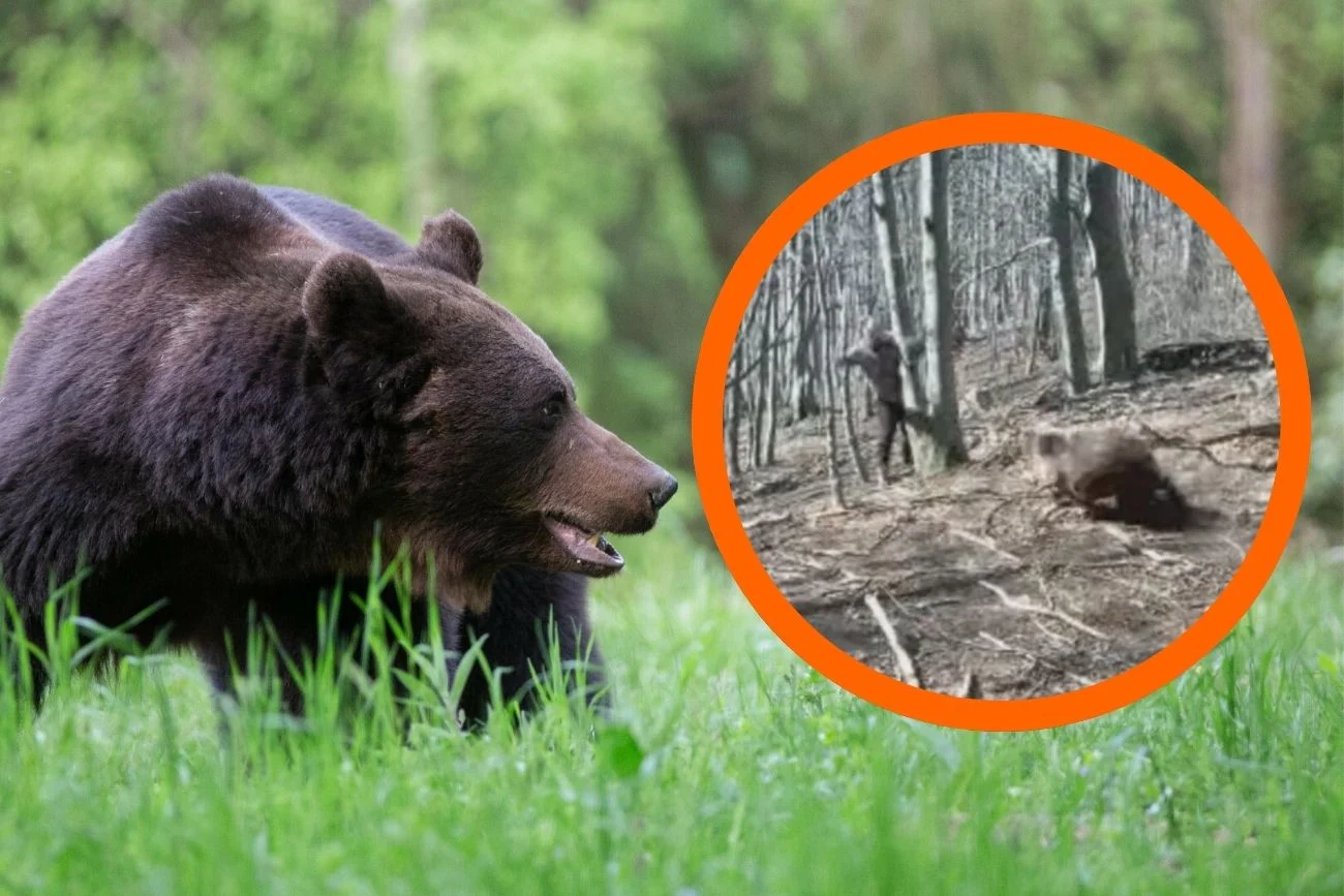 Niedźwiedź dwa razy zaatakował turystów na Słowacji Dwa ataki niedźwiedzia na ludzi na Słowacji