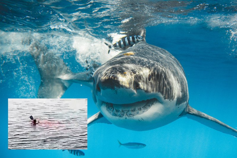 68-latka nie przeżyła ataku rekina. Przerażającą sytuację nagrali turyści [WIDEO]