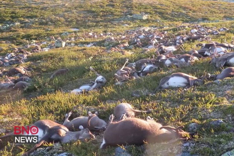 Burza w Norwegii zabiła setki reniferów. Zwierzętanie dały rady piorunom