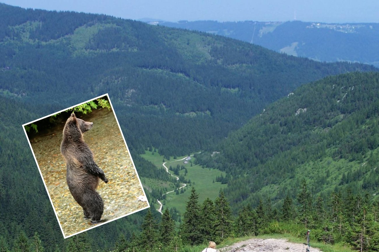 Dolina Jaworzynki w której niedźwiedź napadł na turystów