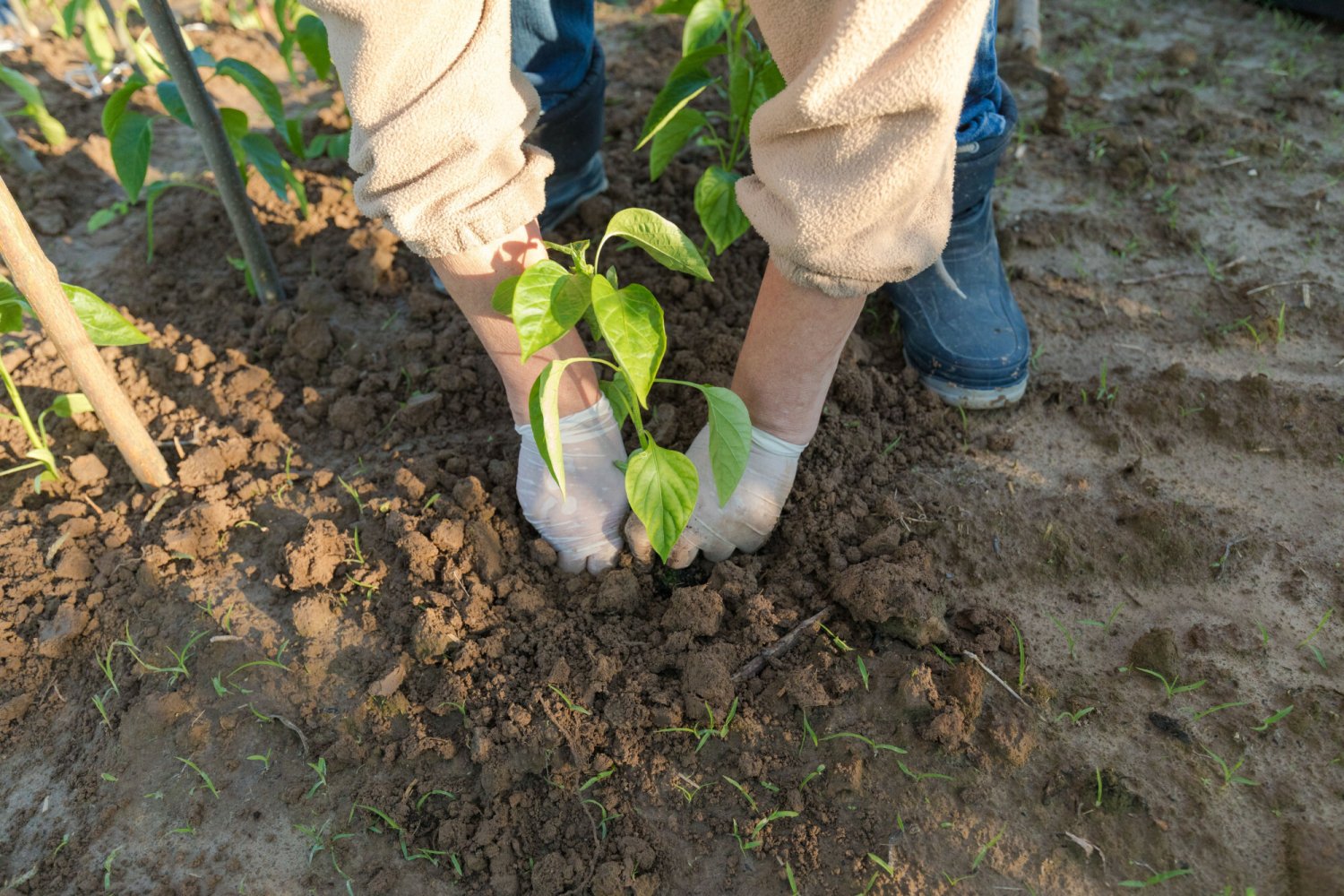 Jakie warzywa, owoce i kwiaty zasadzić w marcu? Ta lista przyda się ogrodnikom-amatorom