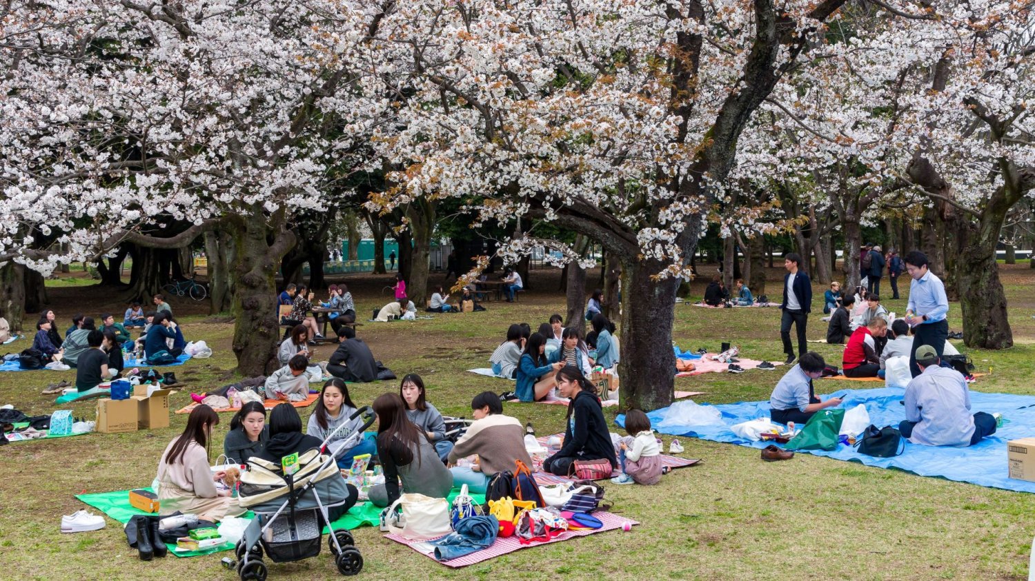 Kwitnące wiśnie w Japonii każdego roku przyciągają tłumy turystów Kwitnące wiśnie w Japonii każdego roku przyciągają tłumy turystów