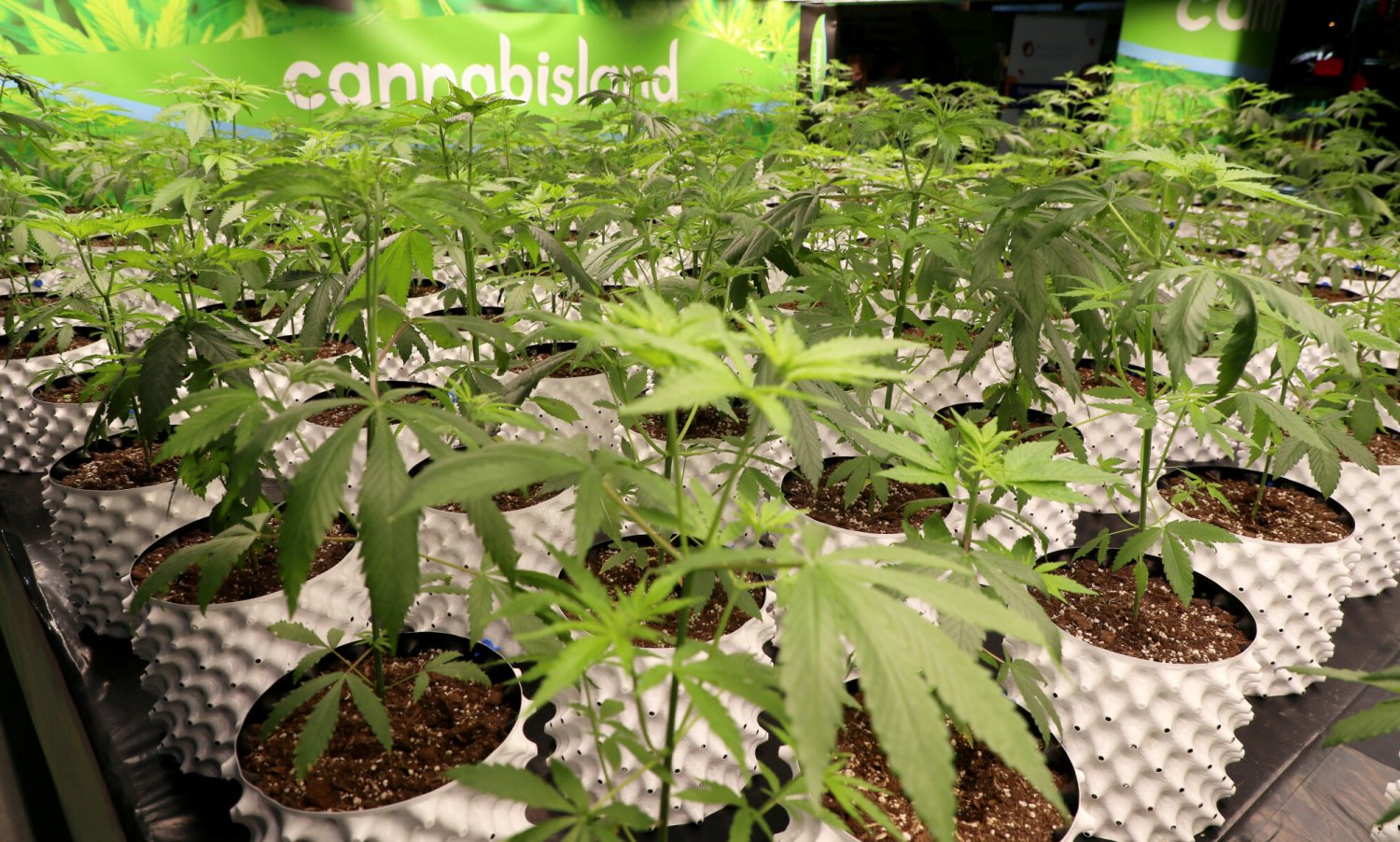 Niemiecki rząd zapowiada legalizację konsumpcji i sprzedaży marihuany.