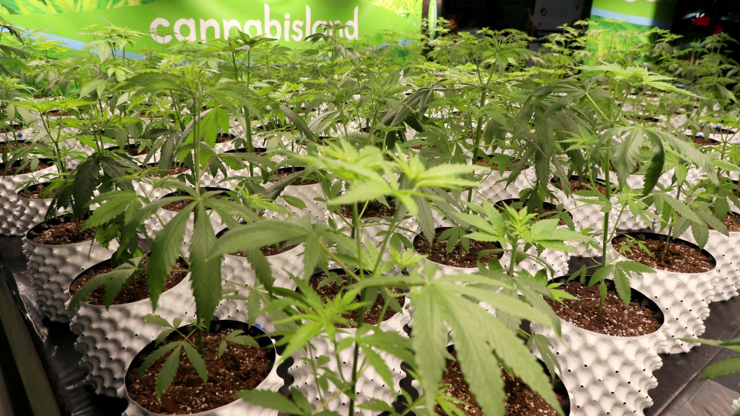 Niemiecki rząd zapowiada legalizację konsumpcji i sprzedaży marihuany.