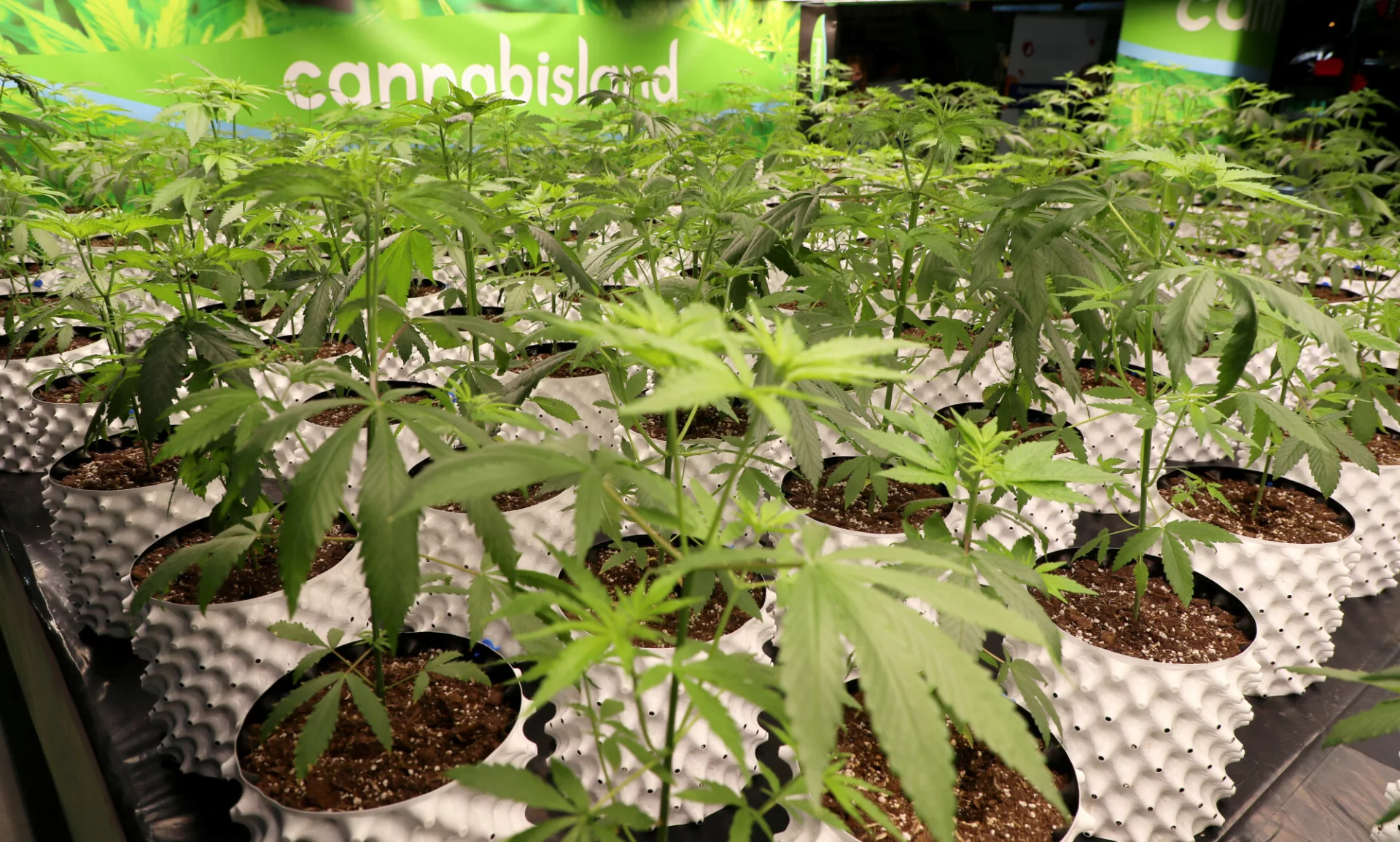 Niemiecki rząd zapowiada legalizację konsumpcji i sprzedaży marihuany.