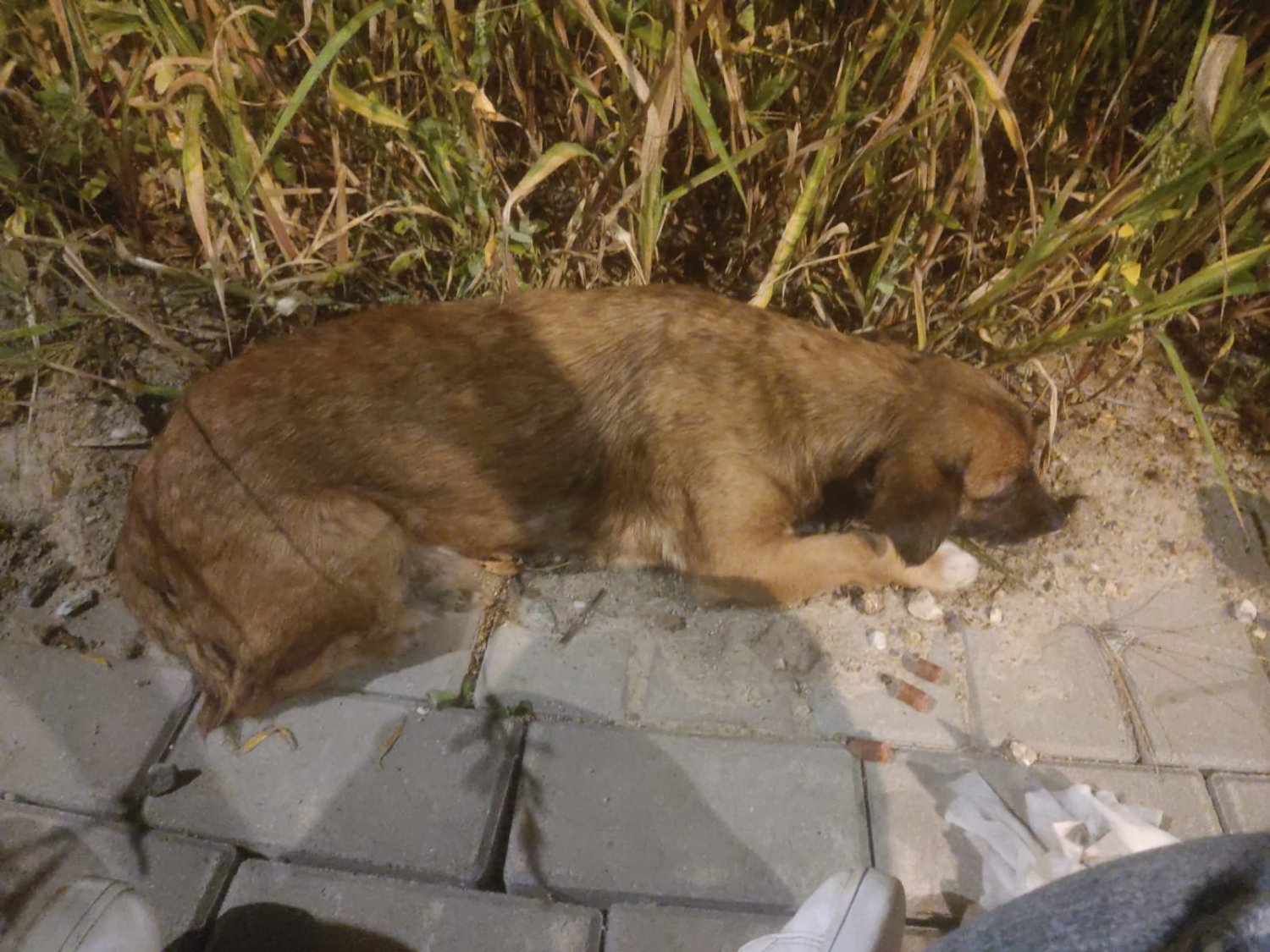 Psy wyrzucone z samochodu. Szeroka akcja poszukiwań kierowcy.