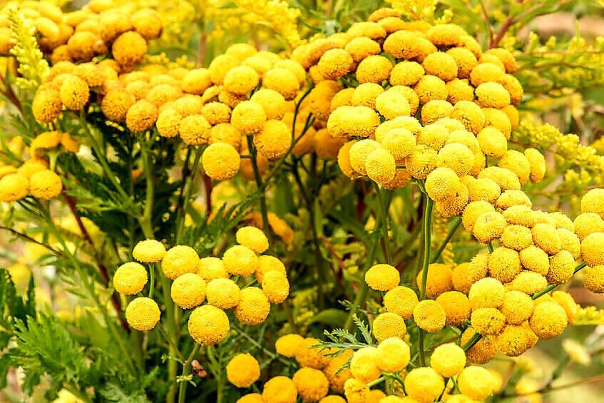 Wrotycz jest prawdziwym postrachem dla kleszczy i komarów. W czasie obecnej inwazji może być dla wielu z nas skutecznym ratunkiem przed ukąszeniem tych pajęczaków i owadów. Wrotycz - skuteczna i naturalna broń na kleszcze i komary.