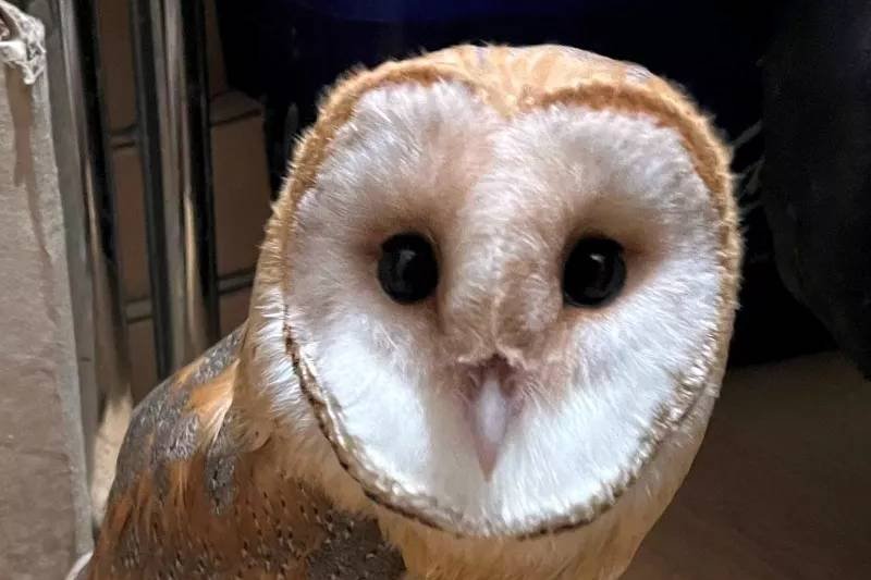 Sowa złapana przez Straż Miejską
