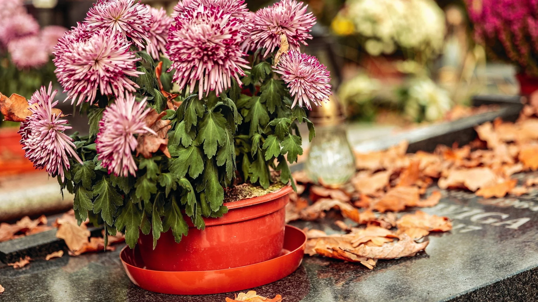 We Wrocławiu będą specjalne zasady na Wszystkich Świętych. "Polecenie wojska" Cmentarz