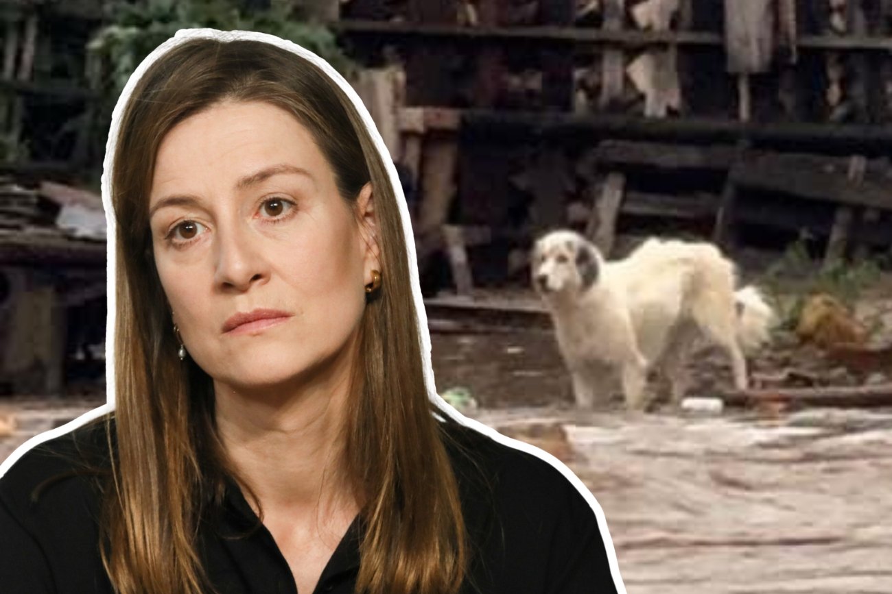 Maja Ostaszewska, Joanna Opozda i Karolina Korwin-Piotrowska apelują ws. zwierząt i powodzi