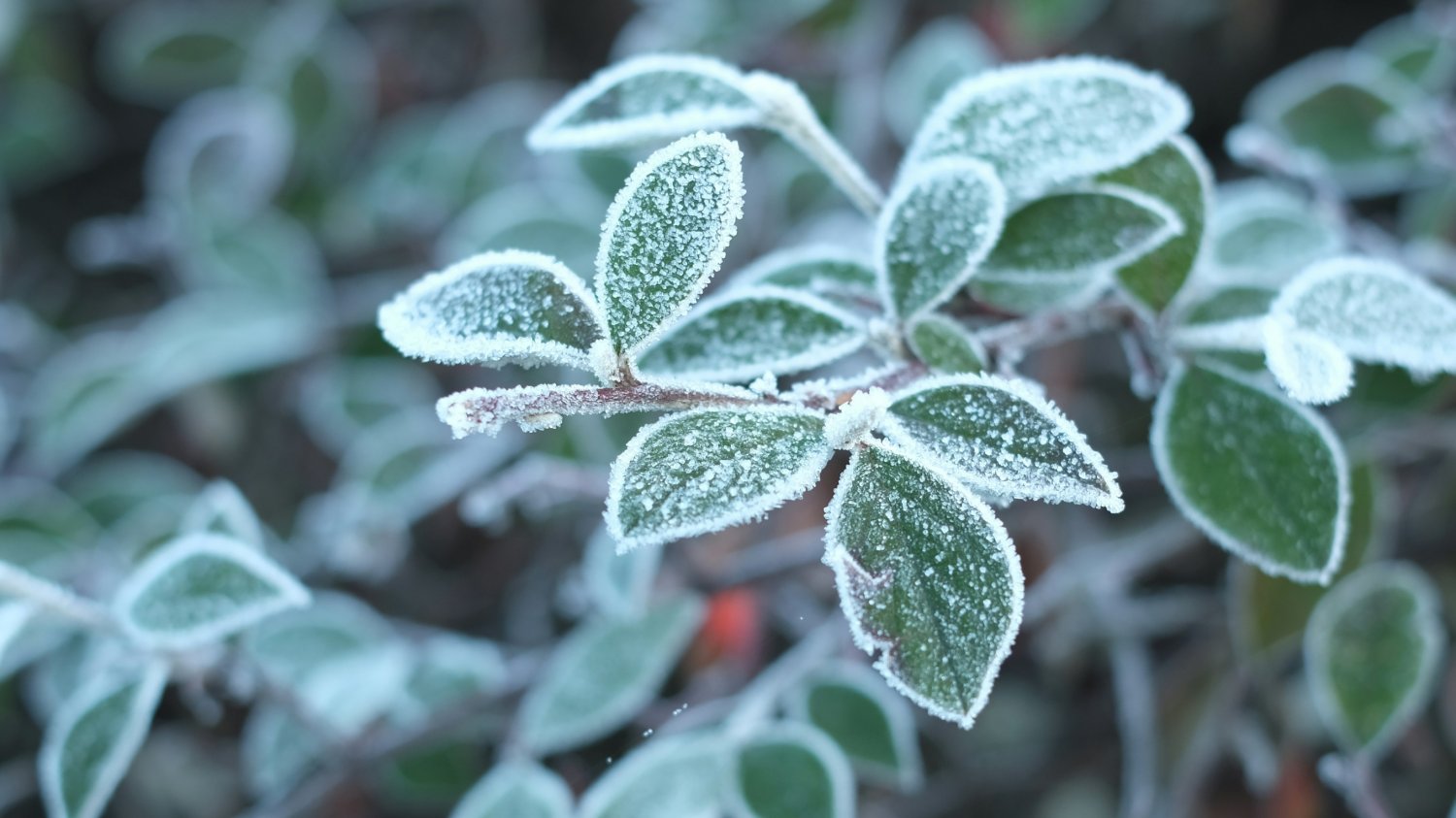 Nawet -5°C! Ostry przymrozek uderzy w Polskę. Sprawdź, gdzie dokładnie