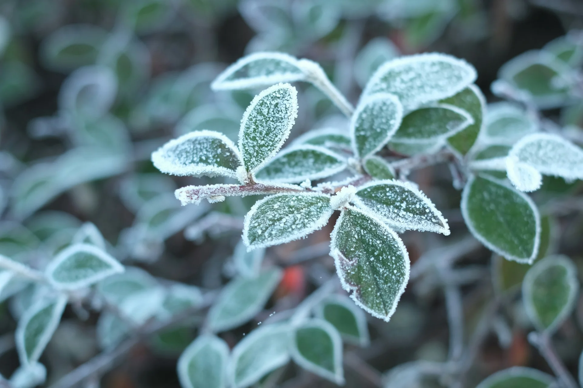 Nawet -5°C! Ostry przymrozek uderzy w Polskę. Sprawdź, gdzie dokładnie