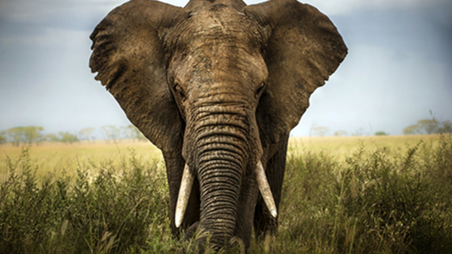 W Zimbabwe [url=http://www.shutterstock.com/dl2_lim.mhtml?src=eaZqfEUtgt0esGbCIuxOew-1-3&id=133689230&size=small_jpg&submit_jpg=] kłusownicy zabili 41 słoni. [/url]