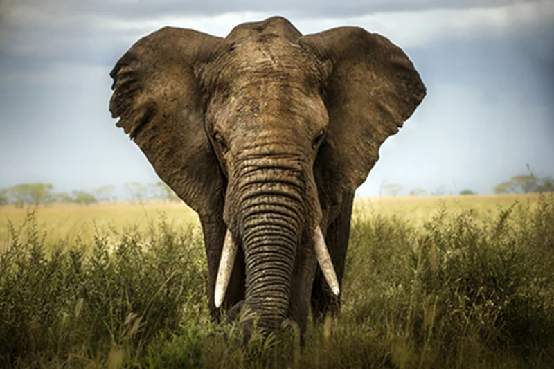 W Zimbabwe [url=http://www.shutterstock.com/dl2_lim.mhtml?src=eaZqfEUtgt0esGbCIuxOew-1-3&id=133689230&size=small_jpg&submit_jpg=] kłusownicy zabili 41 słoni. [/url]