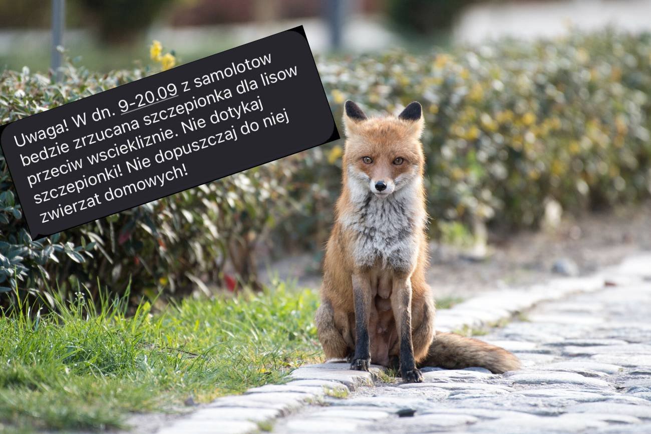 Alert RCB o szczepieniach lisów. Będą zrzucane z samolotów na Mazowszu