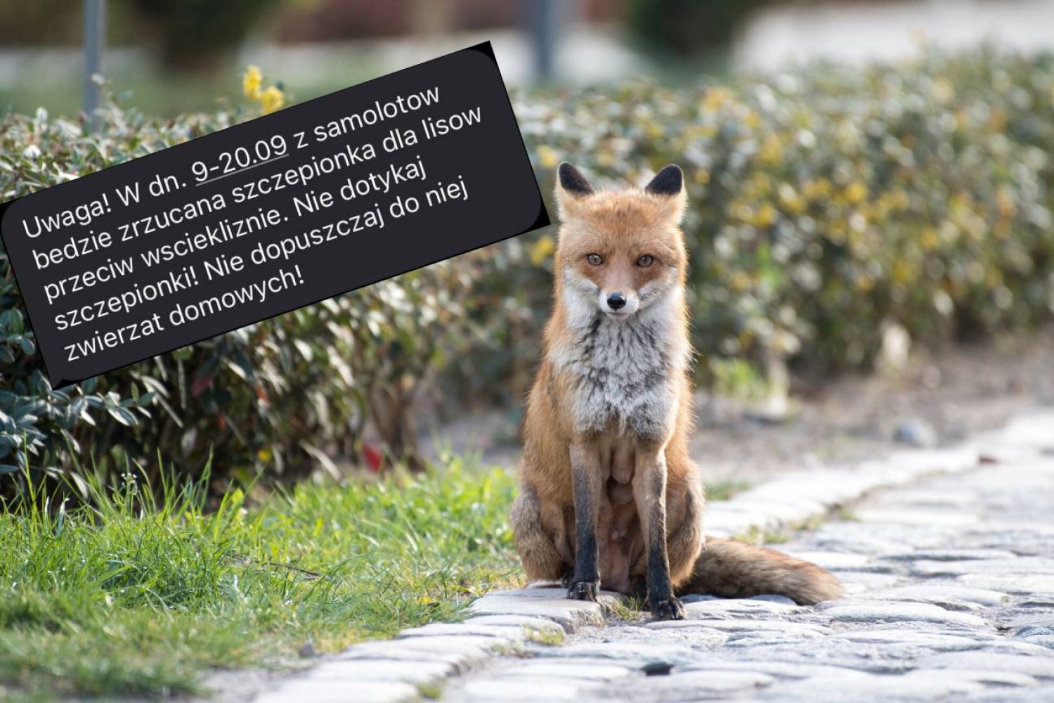 Alert RCB o szczepieniach lisów. Będą zrzucane z samolotów na Mazowszu