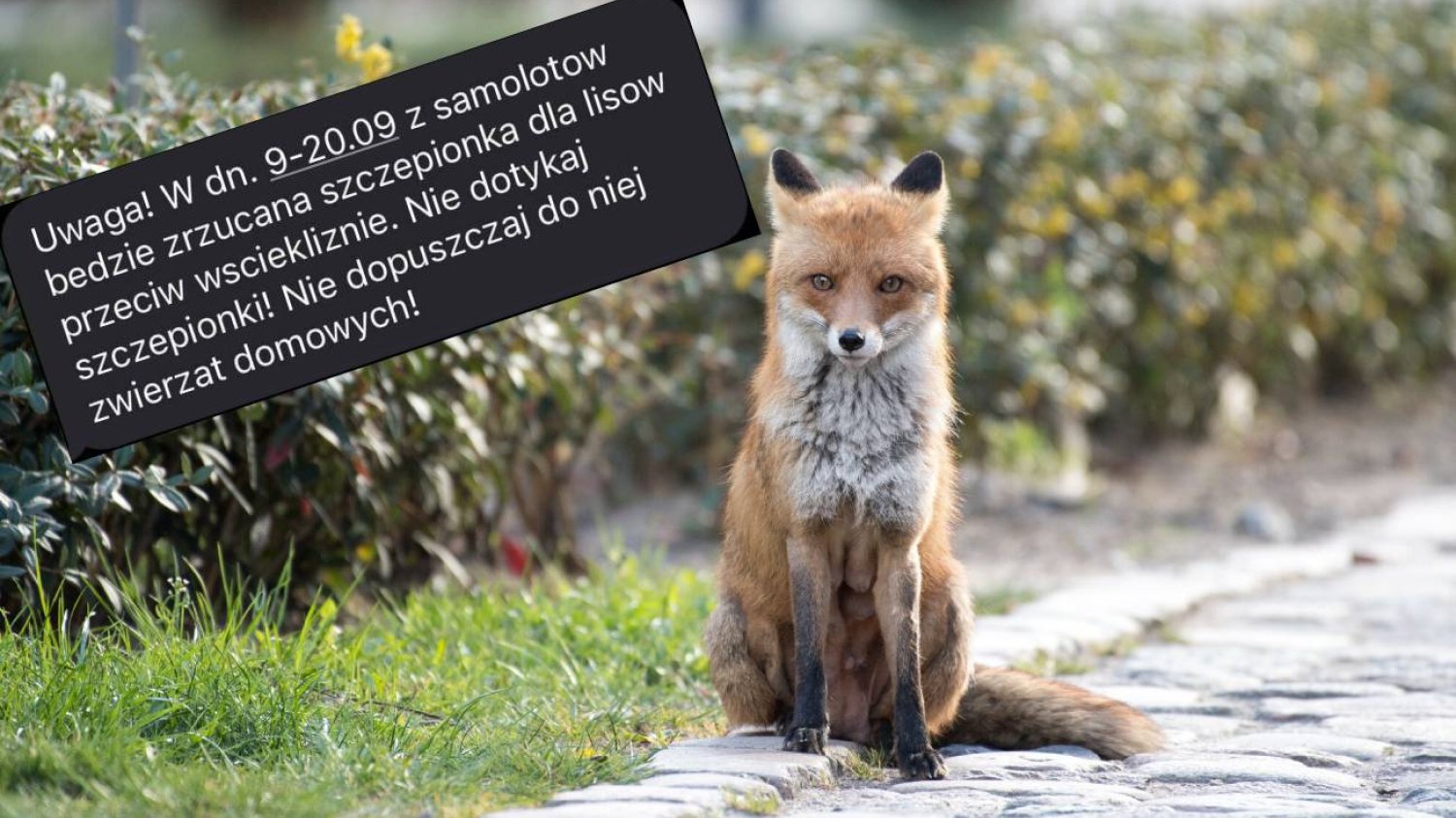 Alert RCB o szczepieniach lisów. Będą zrzucane z samolotów na Mazowszu