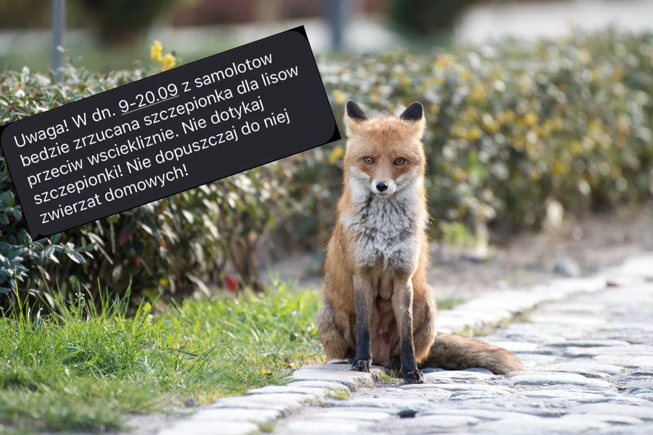 Alert RCB o szczepieniach lisów. Będą zrzucane z samolotów na Mazowszu