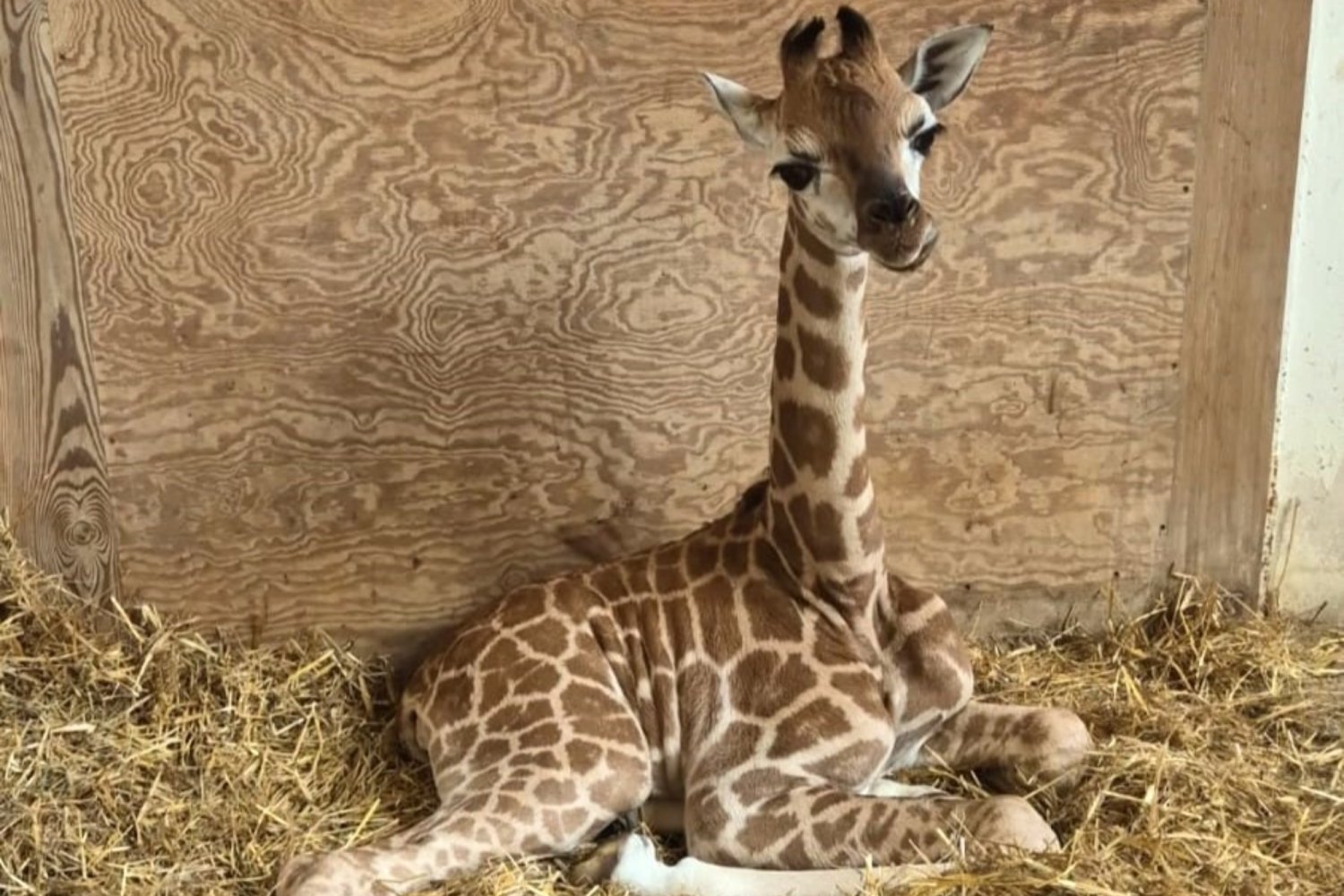 W zoo w Warszawie urodziła się żyrafa. Ma na imię Pietruszka.