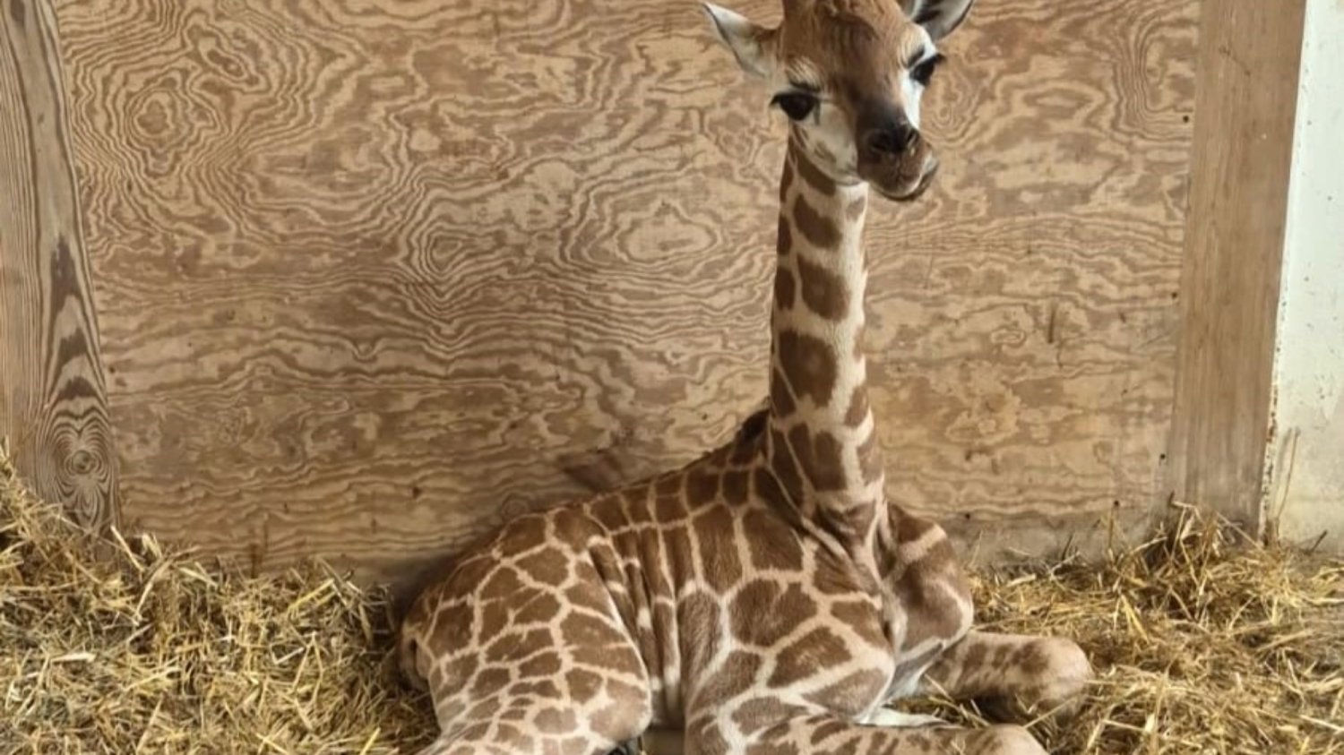 W zoo w Warszawie urodziła się żyrafa. Ma na imię Pietruszka.