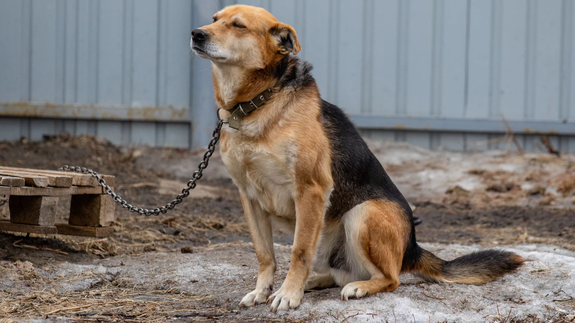 A fresh  chain law. The president   showed his thought  of freeing the dogs