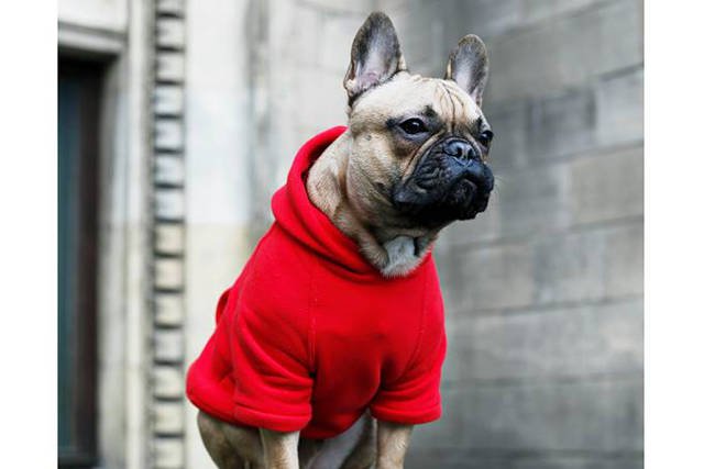 tropiciel trendów - król Neon (oczywiście w ubraniu Neon for Dogs)