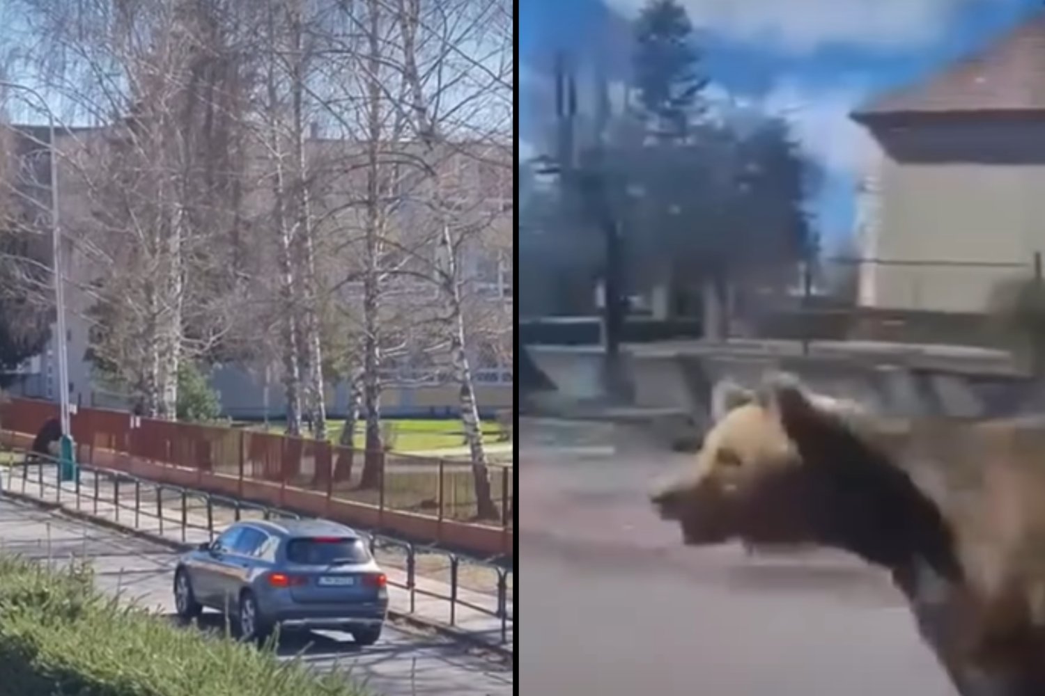 Niedźwiedź zaatakował znów ludzi. Dwie osoby są ranne.