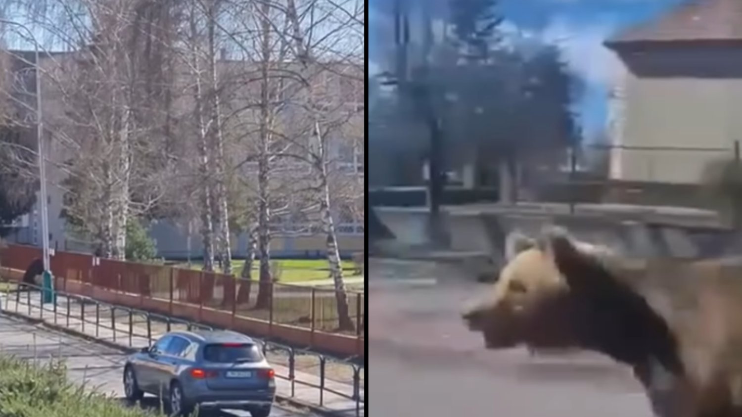 Niedźwiedź zaatakował znów ludzi. Dwie osoby są ranne.