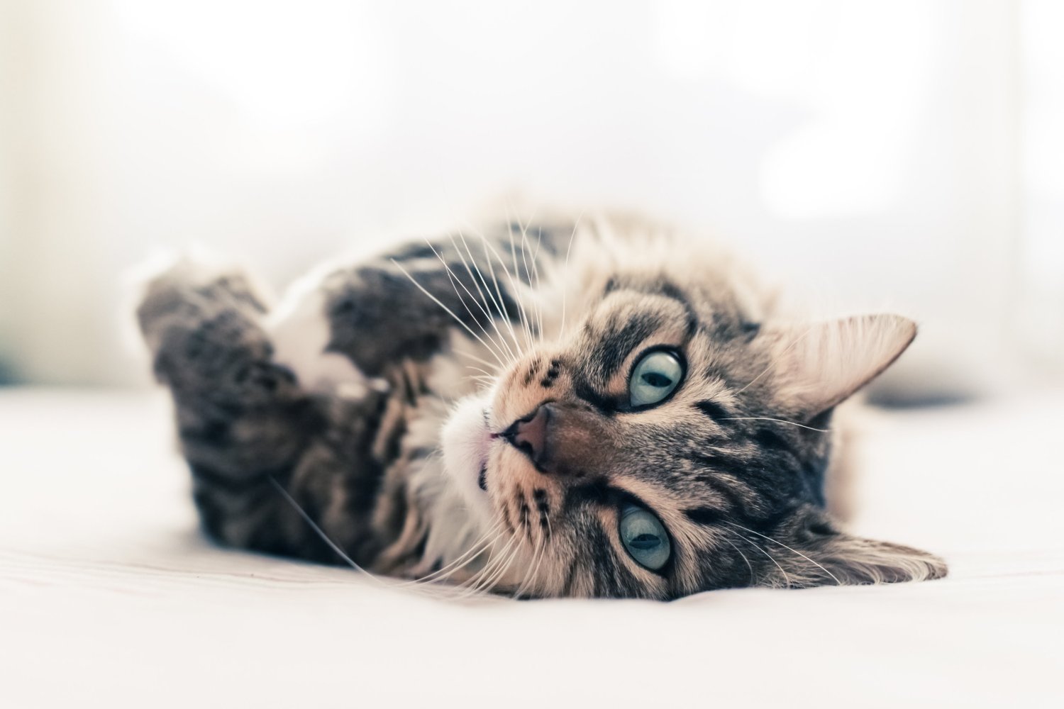 Mity dotyczące kotów wynikają z niezrozumienia kociej natury.