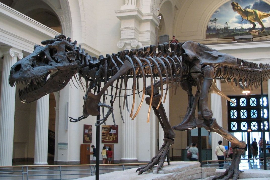 Tyranozaur z chicagowskiego muzeum. Gatunek rex blisko spokrewniony ze znajdywanym w Mongolii bataarem.