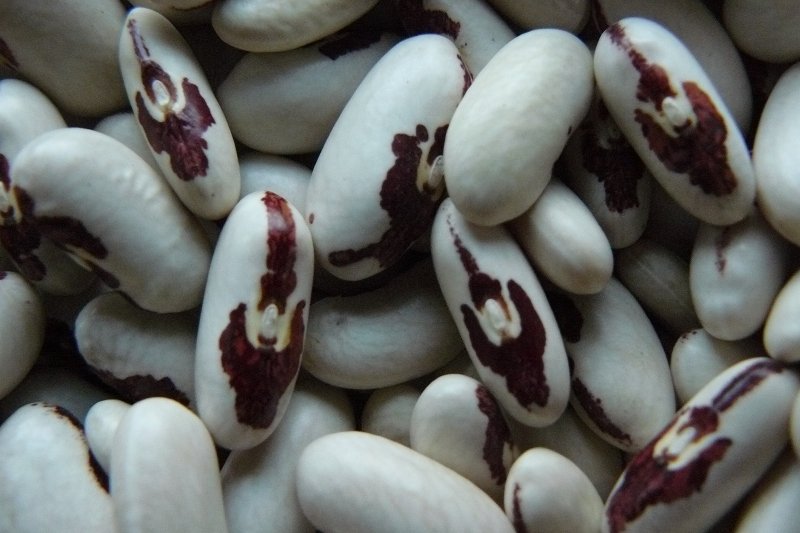 Fasola niepodległości z charakterystycznym znamieniem przypominającym orła w koronie.